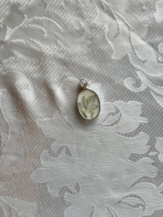 Silver Maple Oval — Soft Grey Leaves, Silver